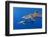 Silky shark, Jardines de la Reina National Park, Caribbean Sea, Cuba-Claudio Contreras-Framed Photographic Print
