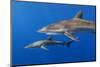 Silky shark, Jardines de la Reina National Park, Caribbean Sea, Cuba-Claudio Contreras-Mounted Photographic Print