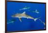 Silky Shark, Jardines De La Reina National Park, Cuba-Pete Oxford-Framed Photographic Print