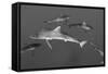 Silky Shark, Jardines De La Reina National Park, Cuba-Pete Oxford-Framed Stretched Canvas