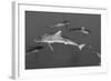 Silky Shark, Jardines De La Reina National Park, Cuba-Pete Oxford-Framed Photographic Print