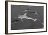 Silky Shark, Jardines De La Reina National Park, Cuba-Pete Oxford-Framed Photographic Print