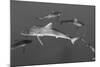 Silky Shark, Jardines De La Reina National Park, Cuba-Pete Oxford-Mounted Photographic Print