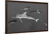 Silky Shark, Jardines De La Reina National Park, Cuba-Pete Oxford-Framed Photographic Print