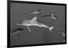 Silky Shark, Jardines De La Reina National Park, Cuba-Pete Oxford-Framed Photographic Print