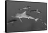 Silky Shark, Jardines De La Reina National Park, Cuba-Pete Oxford-Framed Stretched Canvas