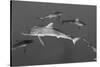 Silky Shark, Jardines De La Reina National Park, Cuba-Pete Oxford-Stretched Canvas