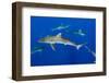 Silky Shark, Jardines De La Reina National Park, Cuba-Pete Oxford-Framed Photographic Print