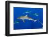 Silky Shark, Jardines De La Reina National Park, Cuba-Pete Oxford-Framed Photographic Print