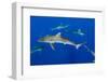 Silky Shark, Jardines De La Reina National Park, Cuba-Pete Oxford-Framed Photographic Print