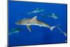 Silky Shark, Jardines De La Reina National Park, Cuba-Pete Oxford-Mounted Photographic Print