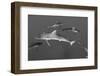 Silky Shark, Jardines De La Reina National Park, Cuba-Pete Oxford-Framed Photographic Print