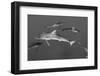 Silky Shark, Jardines De La Reina National Park, Cuba-Pete Oxford-Framed Photographic Print