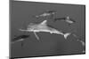 Silky Shark, Jardines De La Reina National Park, Cuba-Pete Oxford-Mounted Photographic Print