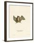 Silky Short-Tailed Bat-null-Framed Giclee Print