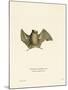 Silky Short-Tailed Bat-null-Mounted Giclee Print