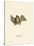 Silky Short-Tailed Bat-null-Stretched Canvas