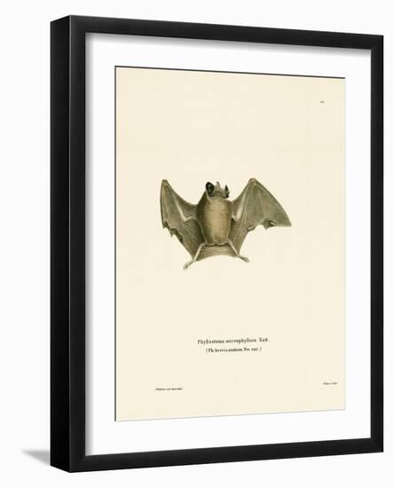 Silky Short-Tailed Bat-null-Framed Giclee Print