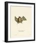 Silky Short-Tailed Bat-null-Framed Giclee Print