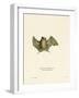 Silky Short-Tailed Bat-null-Framed Giclee Print