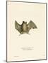 Silky Short-Tailed Bat-null-Mounted Giclee Print