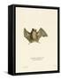 Silky Short-Tailed Bat-null-Framed Stretched Canvas