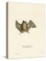 Silky Short-Tailed Bat-null-Stretched Canvas