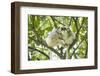 Silky sifaka pair in tree, Marojejy National Park, Madagascar-Kevin Schafer-Framed Photographic Print