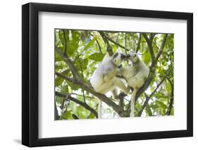 Silky sifaka pair in tree, Marojejy National Park, Madagascar-Kevin Schafer-Framed Photographic Print