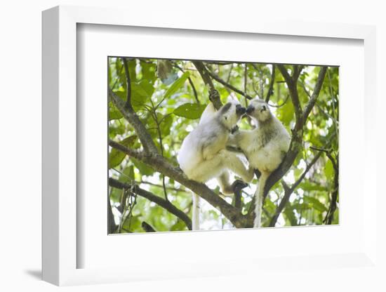 Silky sifaka pair in tree, Marojejy National Park, Madagascar-Kevin Schafer-Framed Photographic Print