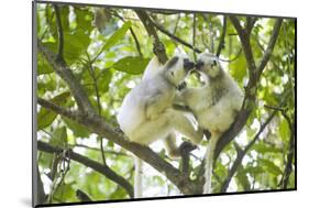 Silky sifaka pair in tree, Marojejy National Park, Madagascar-Kevin Schafer-Mounted Photographic Print