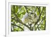 Silky sifaka pair in tree, Marojejy National Park, Madagascar-Kevin Schafer-Framed Photographic Print