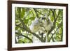 Silky sifaka pair in tree, Marojejy National Park, Madagascar-Kevin Schafer-Framed Photographic Print