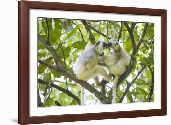 Silky sifaka pair in tree, Marojejy National Park, Madagascar-Kevin Schafer-Framed Photographic Print