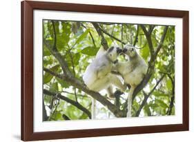 Silky sifaka pair in tree, Marojejy National Park, Madagascar-Kevin Schafer-Framed Photographic Print