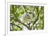 Silky sifaka pair in tree, Marojejy National Park, Madagascar-Kevin Schafer-Framed Photographic Print