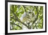 Silky sifaka pair in tree, Marojejy National Park, Madagascar-Kevin Schafer-Framed Photographic Print