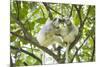 Silky sifaka pair in tree, Marojejy National Park, Madagascar-Kevin Schafer-Mounted Photographic Print