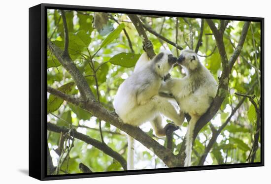 Silky sifaka pair in tree, Marojejy National Park, Madagascar-Kevin Schafer-Framed Stretched Canvas