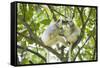Silky sifaka pair in tree, Marojejy National Park, Madagascar-Kevin Schafer-Framed Stretched Canvas