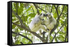 Silky sifaka pair in tree, Marojejy National Park, Madagascar-Kevin Schafer-Framed Stretched Canvas