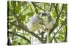 Silky sifaka pair in tree, Marojejy National Park, Madagascar-Kevin Schafer-Stretched Canvas