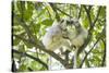 Silky sifaka pair in tree, Marojejy National Park, Madagascar-Kevin Schafer-Stretched Canvas