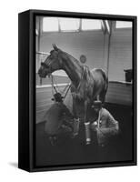 Silky Sullivan Being Prepared for the Santa Anita Derby-Allan Grant-Framed Stretched Canvas