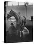 Silky Sullivan Being Prepared for the Santa Anita Derby-Allan Grant-Stretched Canvas