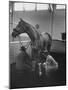 Silky Sullivan Being Prepared for the Santa Anita Derby-Allan Grant-Mounted Photographic Print