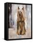 Silky Terrier I-Solveiga-Framed Stretched Canvas