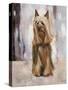 Silky Terrier I-Solveiga-Stretched Canvas