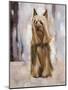 Silky Terrier I-Solveiga-Mounted Giclee Print