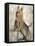 Silky Terrier II-Solveiga-Framed Stretched Canvas
